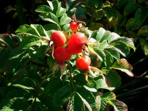 rosehips