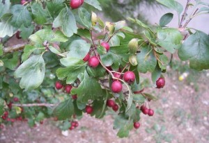 crataegus_laevigata_1