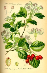 hawthorn