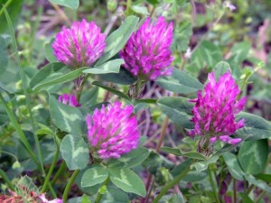 Trifolium pratense